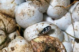 Sognare uova di serpente