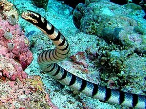 Serpente acquatico